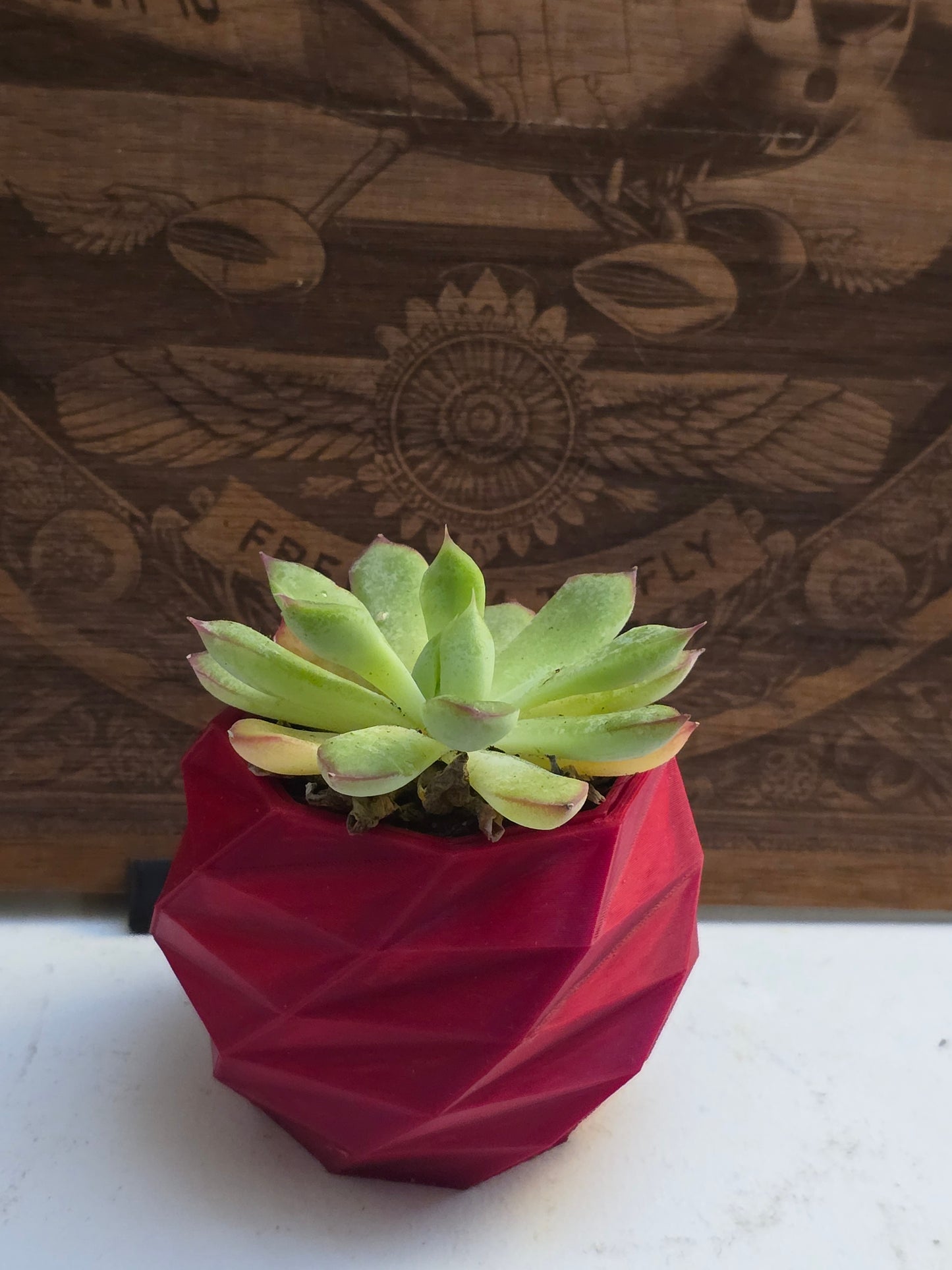 Geometric 3D Printed Planter β Modern Mini Pot for Succulents & Cactus | PLA Eco-Friendly | Bold Colors. Plants it's Not included.